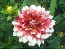 №11 ������� ����.jpg