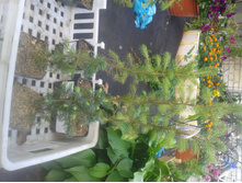 ����� 2015�.