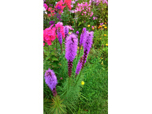 ������� �������, 100 �.