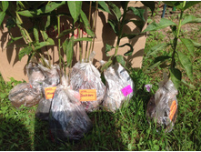 ������ ����������� ������� � ������� !!!!