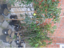 ����� 2015�.