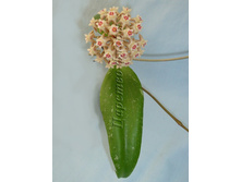 Hoya Rigida IML1424- ������ �������� .....