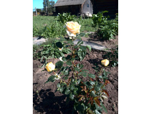 ��� ������������ )) 2 ������ ����� �������. ���� �����.