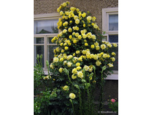 ���������(����)���