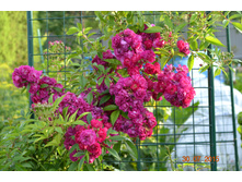 �������� ��� (������� 2014�) ������ ���������