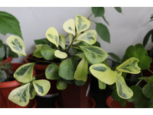 ����� ����������� �����������.JPG