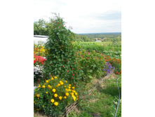 16.08.2015 P8160206.JPG