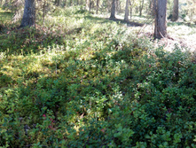 IMG 20150819 124137.jpg