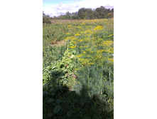 ������ 2015�.