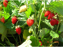 ��������� ������������ ������� ������� 55.jpeg