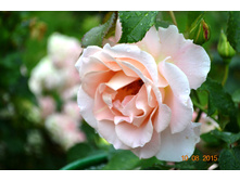 ������� (������ ���������)