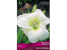 �������� ������ ������.jpg