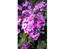 ������ 2015�.