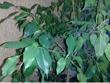 ����� �������