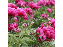 ���� ������� ��� �����.jpg