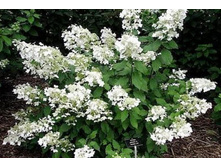 �������� ����(�����. � ����)* ?