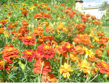 16.08.2015 P8160171.JPG