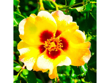 ��. Cream Babylon-9,25.jpg