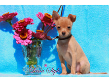 �.� �������