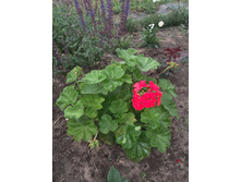 ������� �� ����� ��������