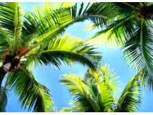Key-largo-palms-and-sky-1363251.jpg