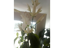 IMG 20150808 083535.jpg