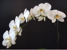 Orchid-series2-9-1376970.jpg