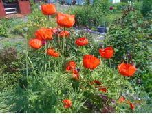 DSCN0739.JPG