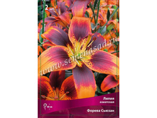 ����� ������ ������.jpg