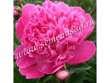 ���� ������ �������.jpg