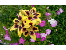 IMG 20150801 115931.jpg