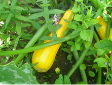 16.08.2015 P8160214.JPG