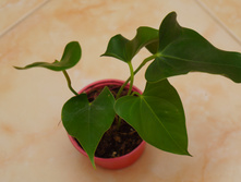 �������� Picolo 150�