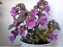 �������� petite nicole