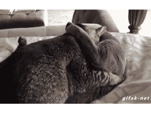 ���� �������������� ?