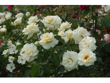 Diamond Days Forever.jpg