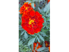 ������ 2015�.