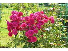 ����� (Dinky) ������� ���� �������2014�