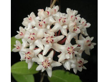 Hoya elliptica ���� ���������- ������ �������� .....