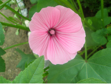 16.08.2015 P8160181.JPG