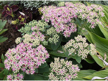 ����� ����