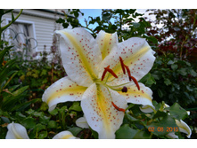 ���� ����