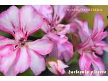 Harlequin picotee .jpg