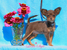 �.� �������