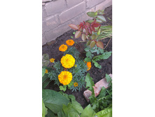 ������ 2015�.