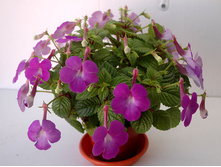 Robert Dressler (�. ����) ������ 60 �.