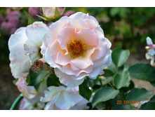 ������ ����������