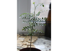 �������������, ���� 2015-������ �����