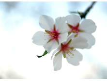 Almond-tree-flowers-1378045.jpg