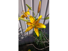 ���� 2015�.